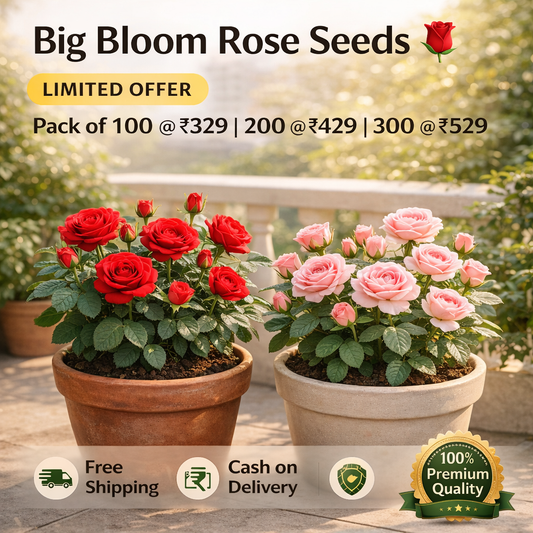 Big Bloom Rose Seeds 🌹 | Fast Growing | Grow Anywhere, Any Season